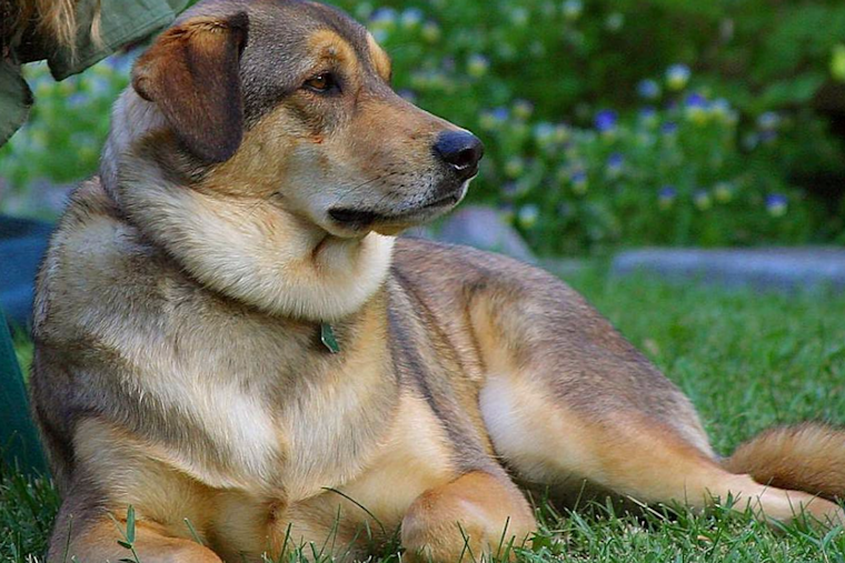 Baltimore Animal Shelter Suspends Dog Intakes Amid Respiratory Disease Outbreak
