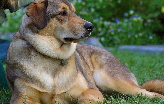 Baltimore Animal Shelter Suspends Dog Intakes Amid Respiratory Disease Outbreak