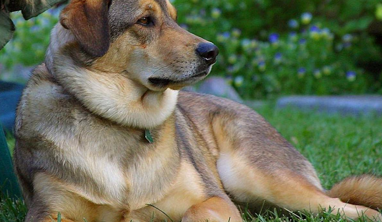 Baltimore Animal Shelter Suspends Dog Intakes Amid Respiratory Disease Outbreak