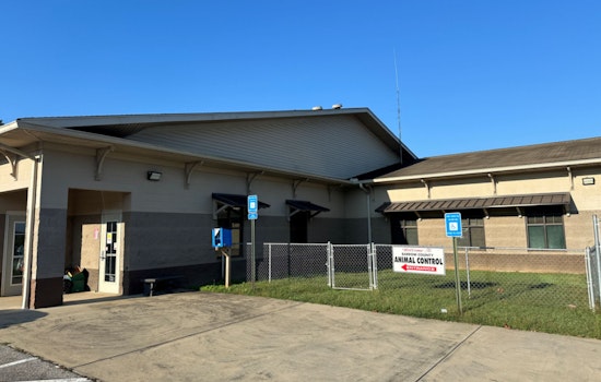 Barrow County Animal Shelter to Close Temporarily for Improvements, Offering Appointment-Only Services