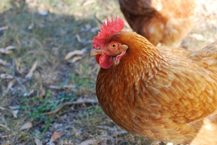 Bird Flu Detected in Clayton County Backyard Flock, Georgia Steps Up Biosecurity Measures