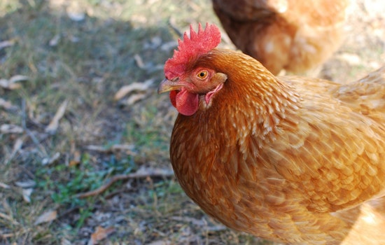 Bird Flu Detected in Clayton County Backyard Flock, Georgia Steps Up Biosecurity Measures