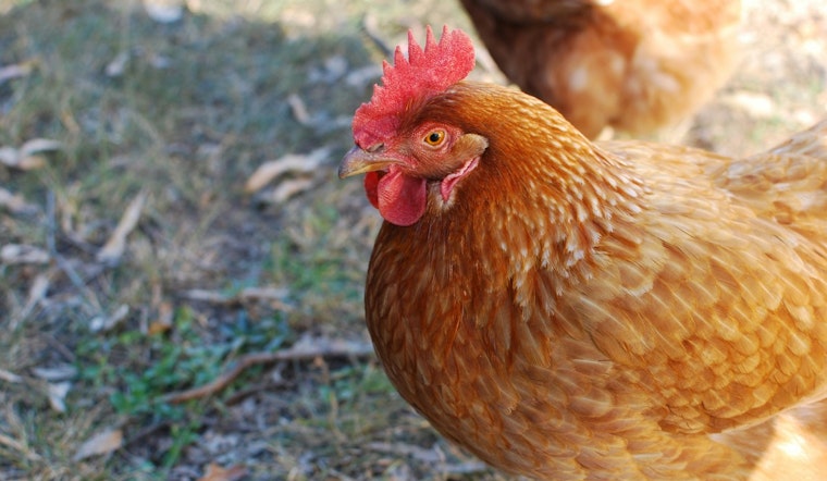 Bird Flu Detected in Clayton County Backyard Flock, Georgia Steps Up Biosecurity Measures