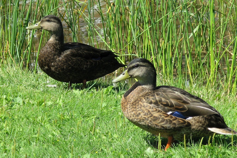 Bird Flu Detected in Local Wild Bird, Prompting Public Health Advisory