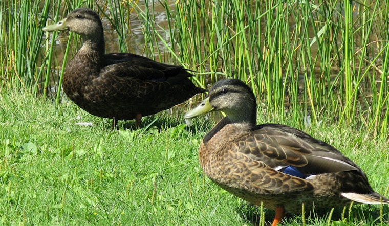 Bird Flu Detected in Local Wild Bird, Prompting Public Health Advisory