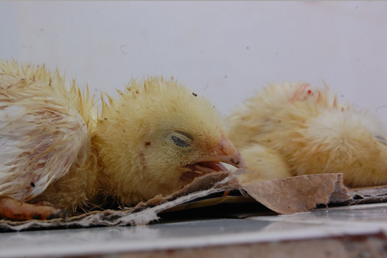 Bird Flu Scare in Oakland County: 11 Monitored, 2 Isolated Amid Fears of H5N1 Virus Spread