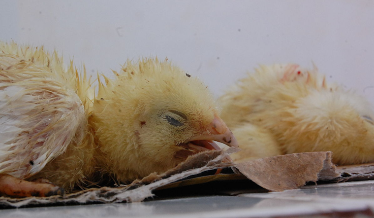 Bird Flu Scare in Oakland County: 11 Monitored, 2 Isolated Amid Fears of H5N1 Virus Spread