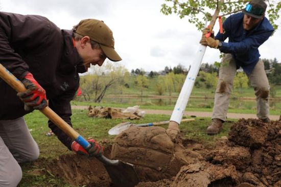 Boulder's Urban Canopy Remains at 22%: Challenges Highlighted in 2025 State of the Urban Forest Report