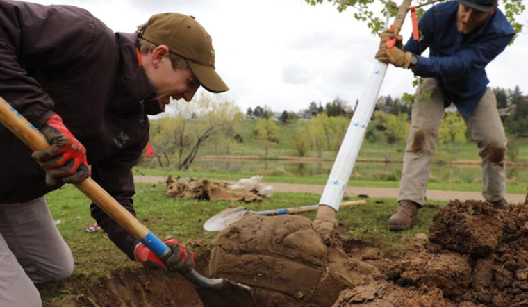 Boulder's Urban Canopy Remains at 22%: Challenges Highlighted in 2025 State of the Urban Forest Report