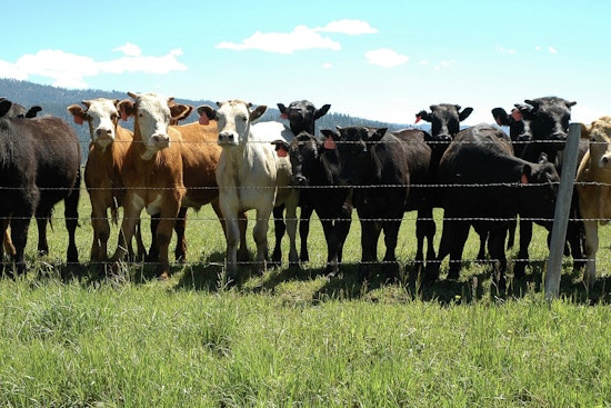 Bovine Tuberculosis Confirmed in Michigan Cattle Herd, Alcona County Farm Faces Disease Challenge