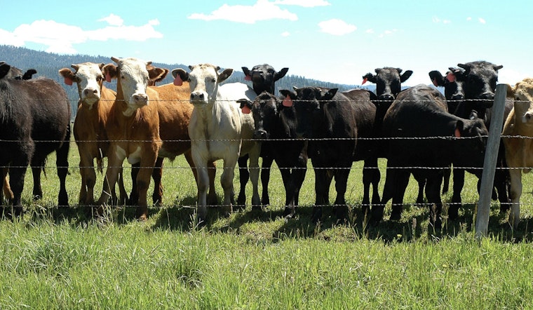 Bovine Tuberculosis Confirmed in Michigan Cattle Herd, Alcona County Farm Faces Disease Challenge