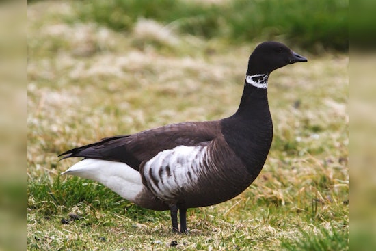 Brant Goose Hunting Season Opens in Clallam, Pacific, and Whatcom Counties, Skagit County Remains Closed
