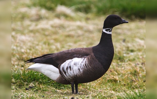 Brant Goose Hunting Season Opens in Clallam, Pacific, and Whatcom Counties, Skagit County Remains Closed