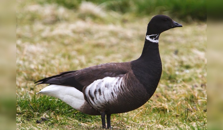 Brant Goose Hunting Season Opens in Clallam, Pacific, and Whatcom Counties, Skagit County Remains Closed