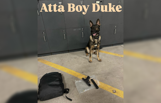 Brooklyn Park Police and K9 Unit Recover Loaded Gun and THC Cartridges Near School After Car Accident