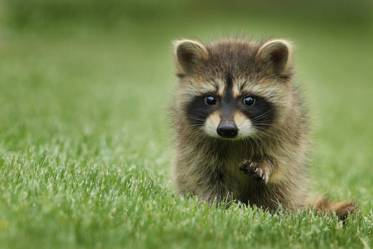 Carrboro Community Alert as Raccoon Tests Positive for Rabies After Dog Encounter