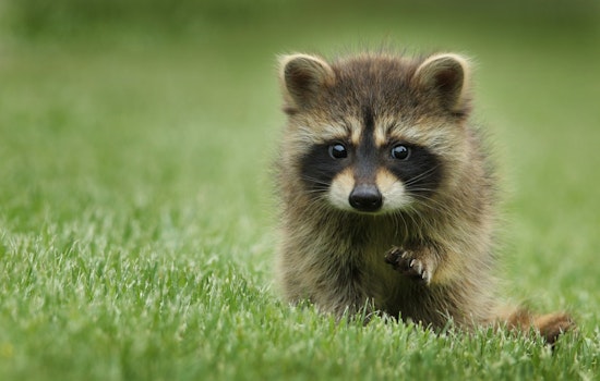 Carrboro Community Alert as Raccoon Tests Positive for Rabies After Dog Encounter