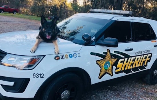 Citrus County Mourns the Loss of Heroic Retired K-9 Gunny: A Tribute to a Loyal Partner in Law Enforcement