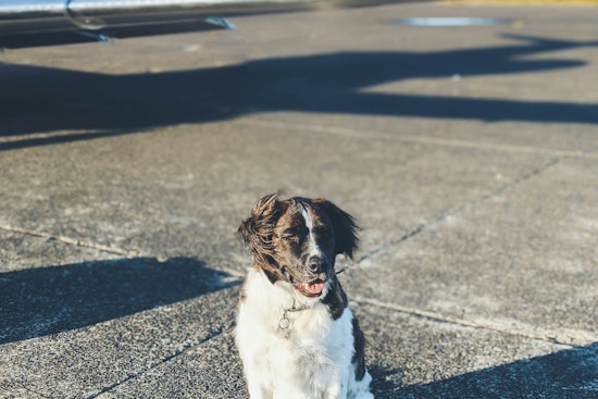City of Austin Releases Comprehensive Guide for Stress-Free Air Travel with Dogs