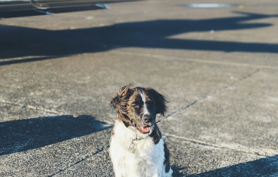 City of Austin Releases Comprehensive Guide for Stress-Free Air Travel with Dogs