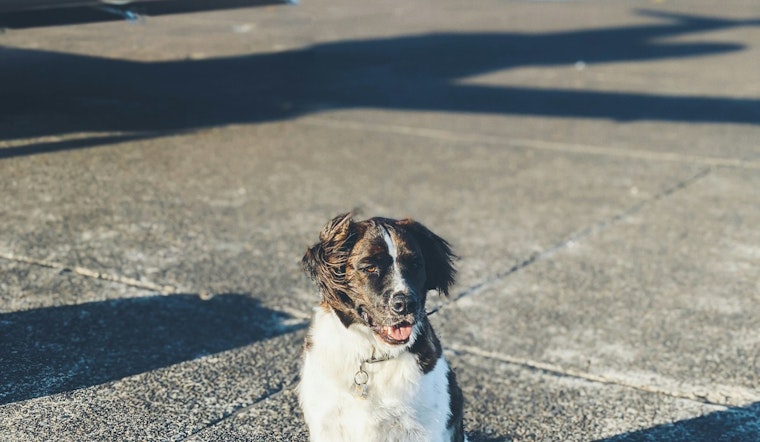 City of Austin Releases Comprehensive Guide for Stress-Free Air Travel with Dogs