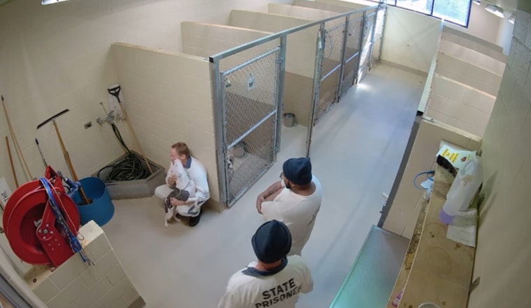 Clayton County Police Dismiss Animal Abuse Claims at Local Shelter as Misinterpretation of Viral Video