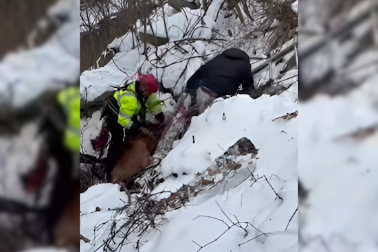 Cleveland Fire Department Heroically Rescues Man and Dog from Ravine on Bellaire Road