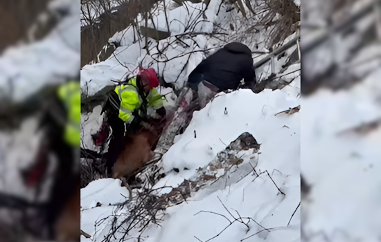 Cleveland Fire Department Heroically Rescues Man and Dog from Ravine on Bellaire Road