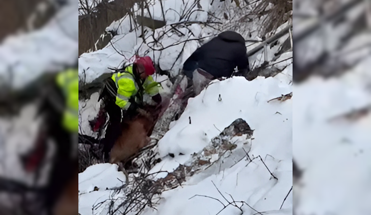 Cleveland Fire Department Heroically Rescues Man and Dog from Ravine on Bellaire Road