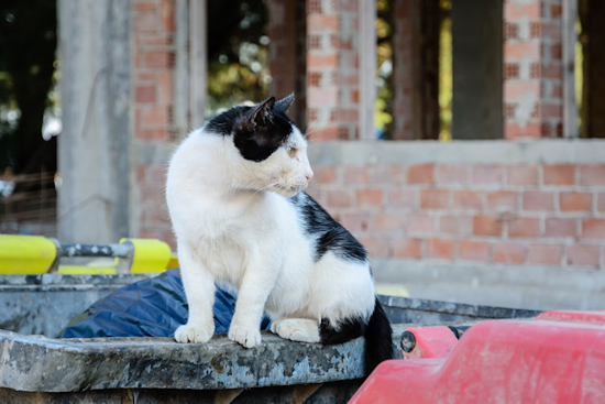 Cleveland Man's Conviction Upheld in Landmark Ohio Felony Animal Cruelty Case Involving Stray Cat