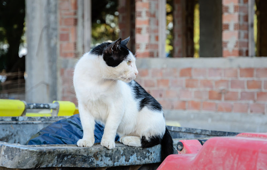 Cleveland Man's Conviction Upheld in Landmark Ohio Felony Animal Cruelty Case Involving Stray Cat