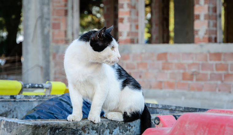 Cleveland Man's Conviction Upheld in Landmark Ohio Felony Animal Cruelty Case Involving Stray Cat