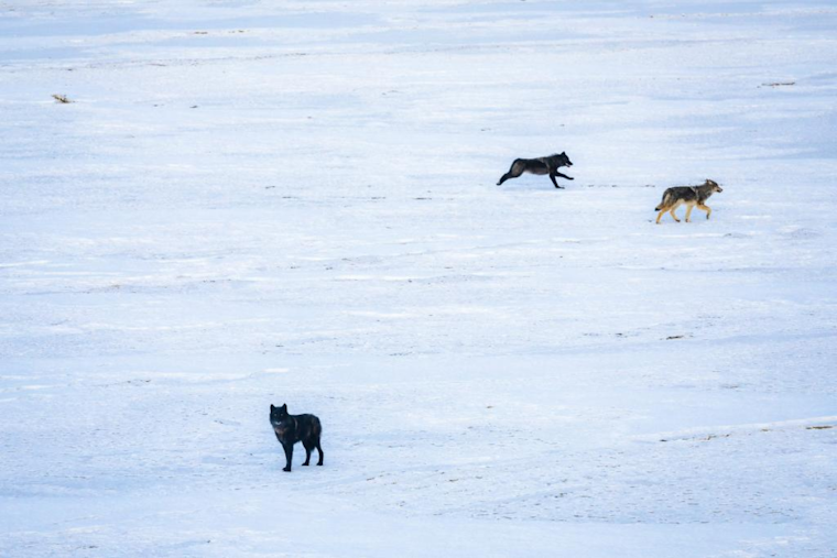 Colorado Successfully Completes Second Year of Gray Wolf Relocation: CPW Transports Newcomers from British Columbia Amid Challenges