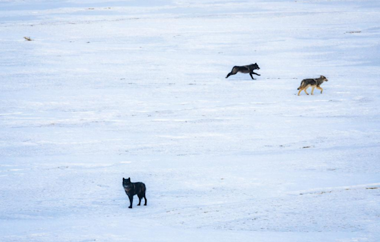Colorado Successfully Completes Second Year of Gray Wolf Relocation: CPW Transports Newcomers from British Columbia Amid Challenges
