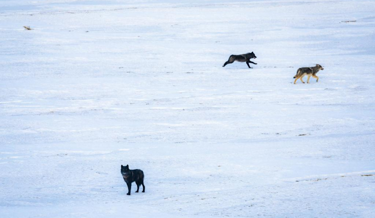 Colorado Successfully Completes Second Year of Gray Wolf Relocation: CPW Transports Newcomers from British Columbia Amid Challenges
