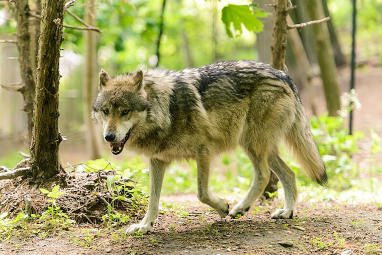 Colorado Teams Up With British Columbia for Gray Wolf Reintroduction Effort