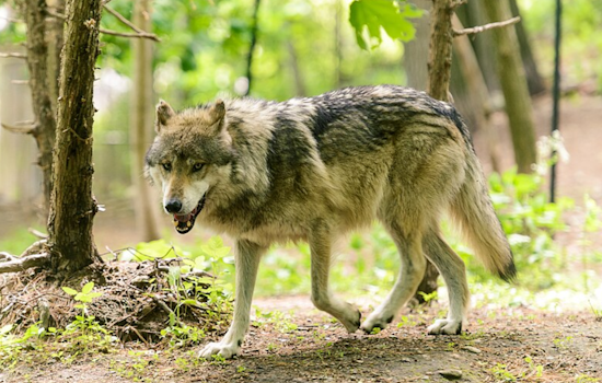 Colorado Teams Up With British Columbia for Gray Wolf Reintroduction Effort