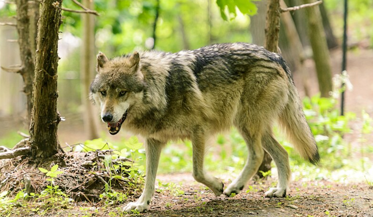 Colorado Teams Up With British Columbia for Gray Wolf Reintroduction Effort