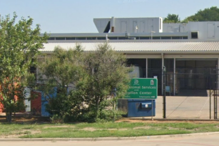 Dallas Animal Services Nears Historic 90% Live Release Rate Despite Operating Beyond Capacity