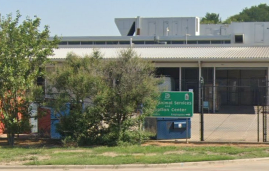 Dallas Animal Services Nears Historic 90% Live Release Rate Despite Operating Beyond Capacity