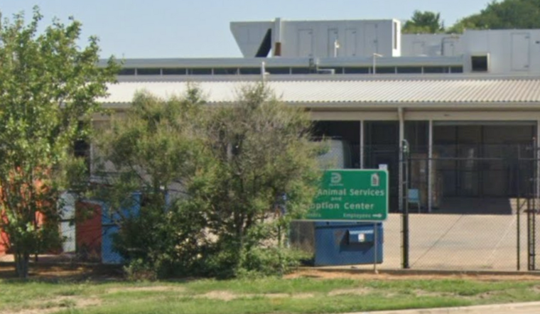 Dallas Animal Services Nears Historic 90% Live Release Rate Despite Operating Beyond Capacity