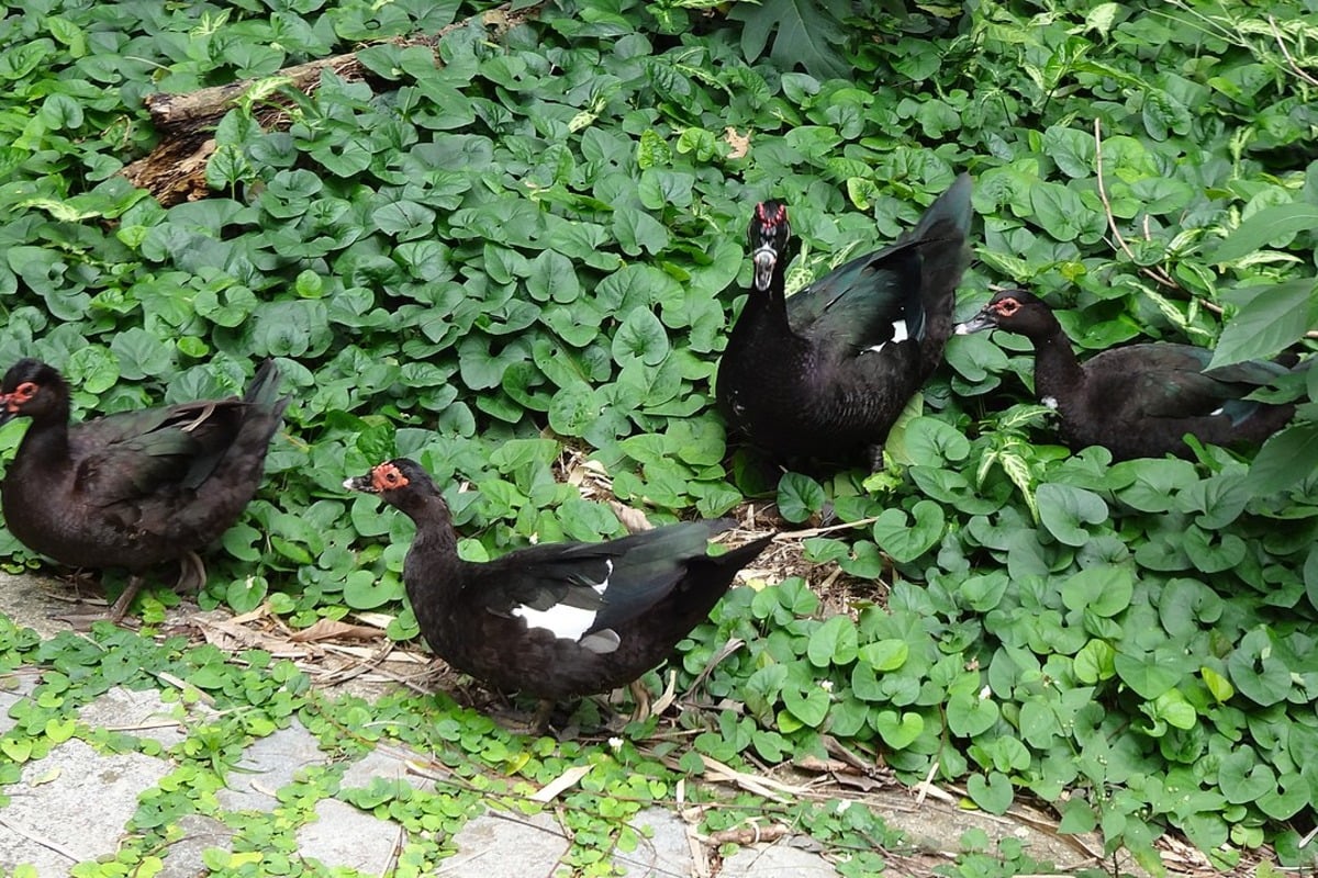 Deadly Avian Flu Strain Claims Duck Lives at Austin's Arboretum, Texas