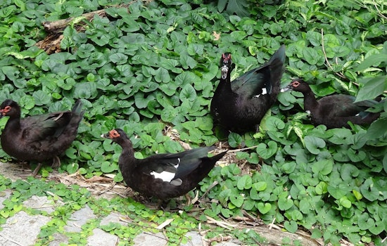 Deadly Avian Flu Strain Claims Duck Lives at Austin's Arboretum, Texas Grapples with Widespread Outbreak