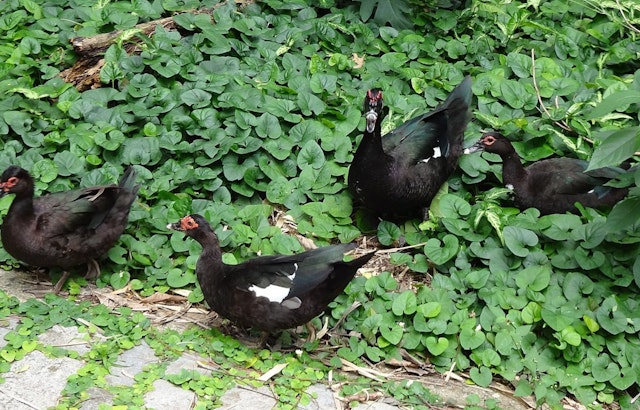 Deadly Avian Flu Strain Claims Duck Lives at Austin's Arboretum, Texas Grapples with Widespread Outbreak
