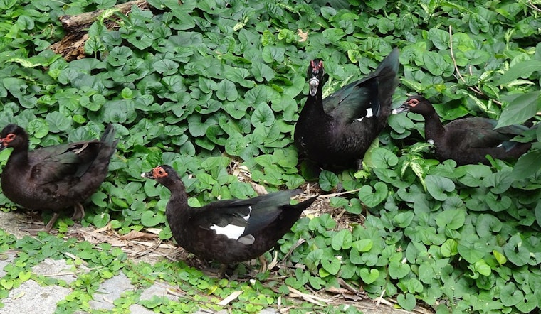 Deadly Avian Flu Strain Claims Duck Lives at Austin's Arboretum, Texas Grapples with Widespread Outbreak