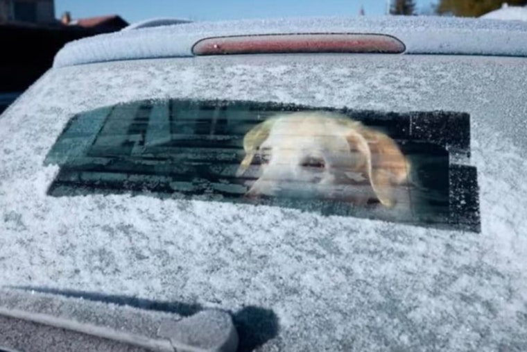 Dedham Authorities Warn Against Leaving Dogs in Cold Cars as Temperatures Plunge