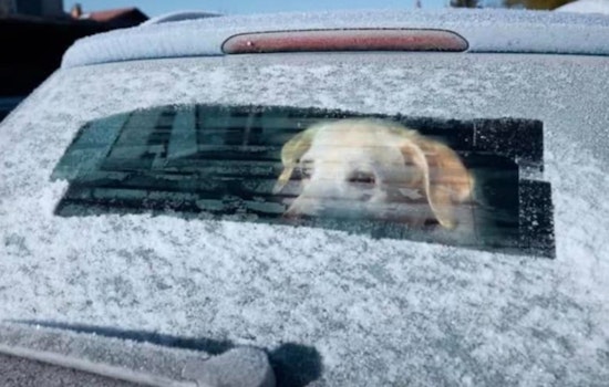 Dedham Authorities Warn Against Leaving Dogs in Cold Cars as Temperatures Plunge