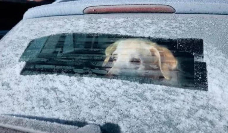 Dedham Authorities Warn Against Leaving Dogs in Cold Cars as Temperatures Plunge
