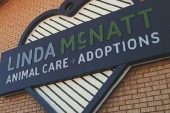 Denton City's Animal Services Audit Reveals High Live Release Rates Amidst Record-Keeping and Response Issues