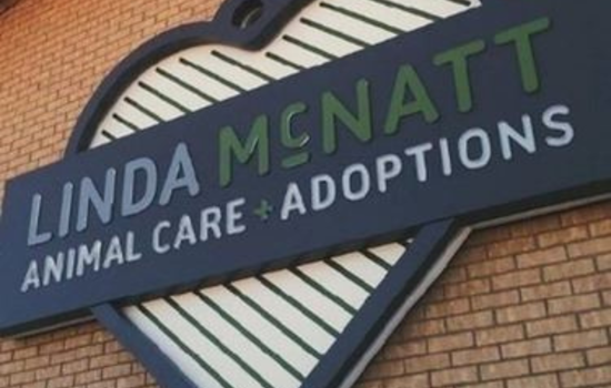 Denton City's Animal Services Audit Reveals High Live Release Rates Amidst Record-Keeping and Response Issues